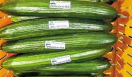 热门大瓜每日大赛,揭秘娱乐圈风云变幻，大赛精彩瞬间回顾